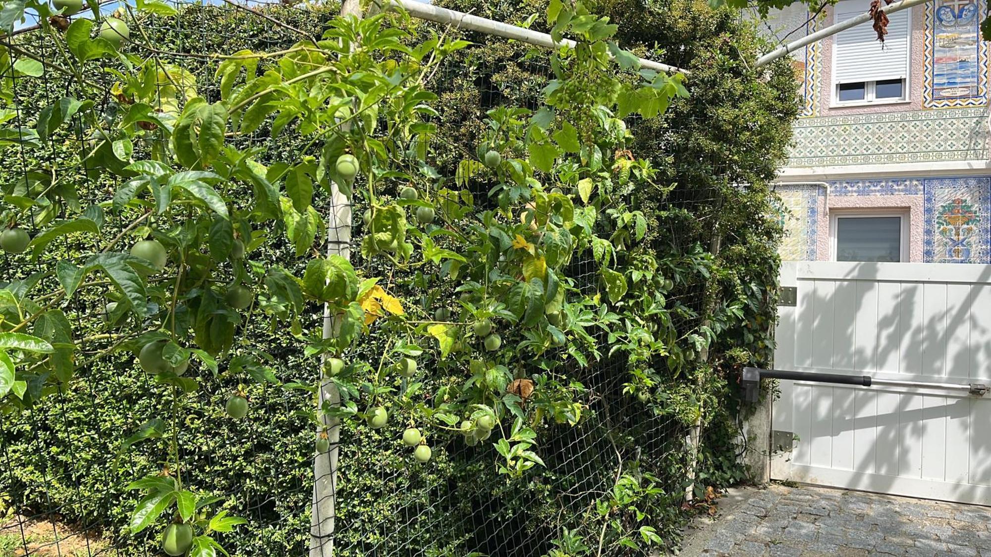 Citrus Tree House, Private Pool And Garden. Villa Angeja Bagian luar foto